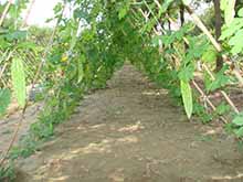 Organic balsam pear planting base