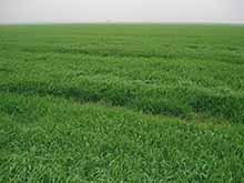 有機小麦の栽培ベース	