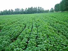 Organic buckwheat planting base	