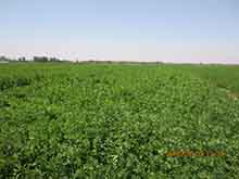 Organic alfalfa planting base