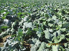 Organic kale planting base	